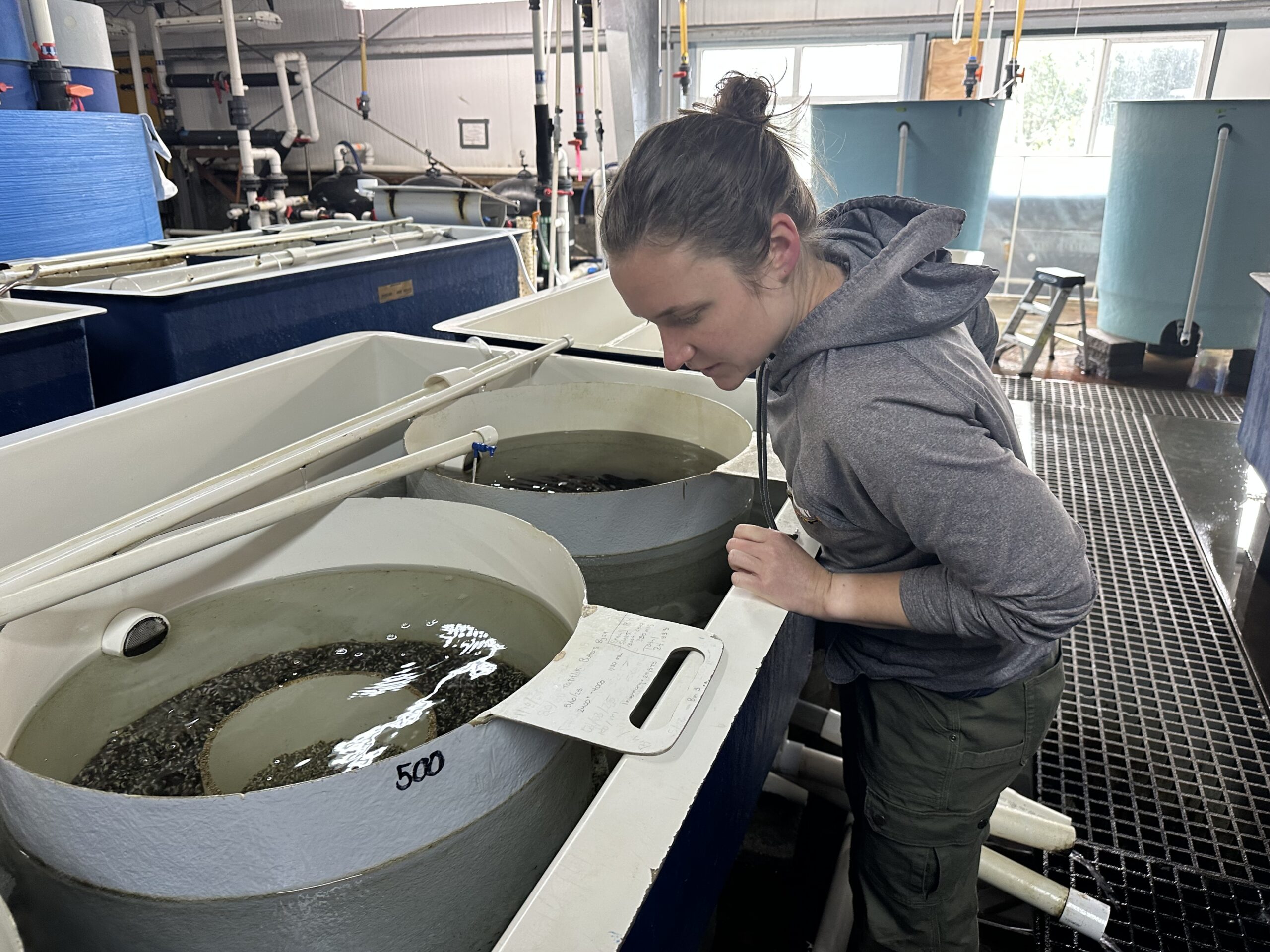 Annette Jarozs, the mariculture director at the Alutiiq Pride Marine Institute (JC1) in Seward, checks on a container of growing tatitlik butter clams — a favorite food of sea otters.