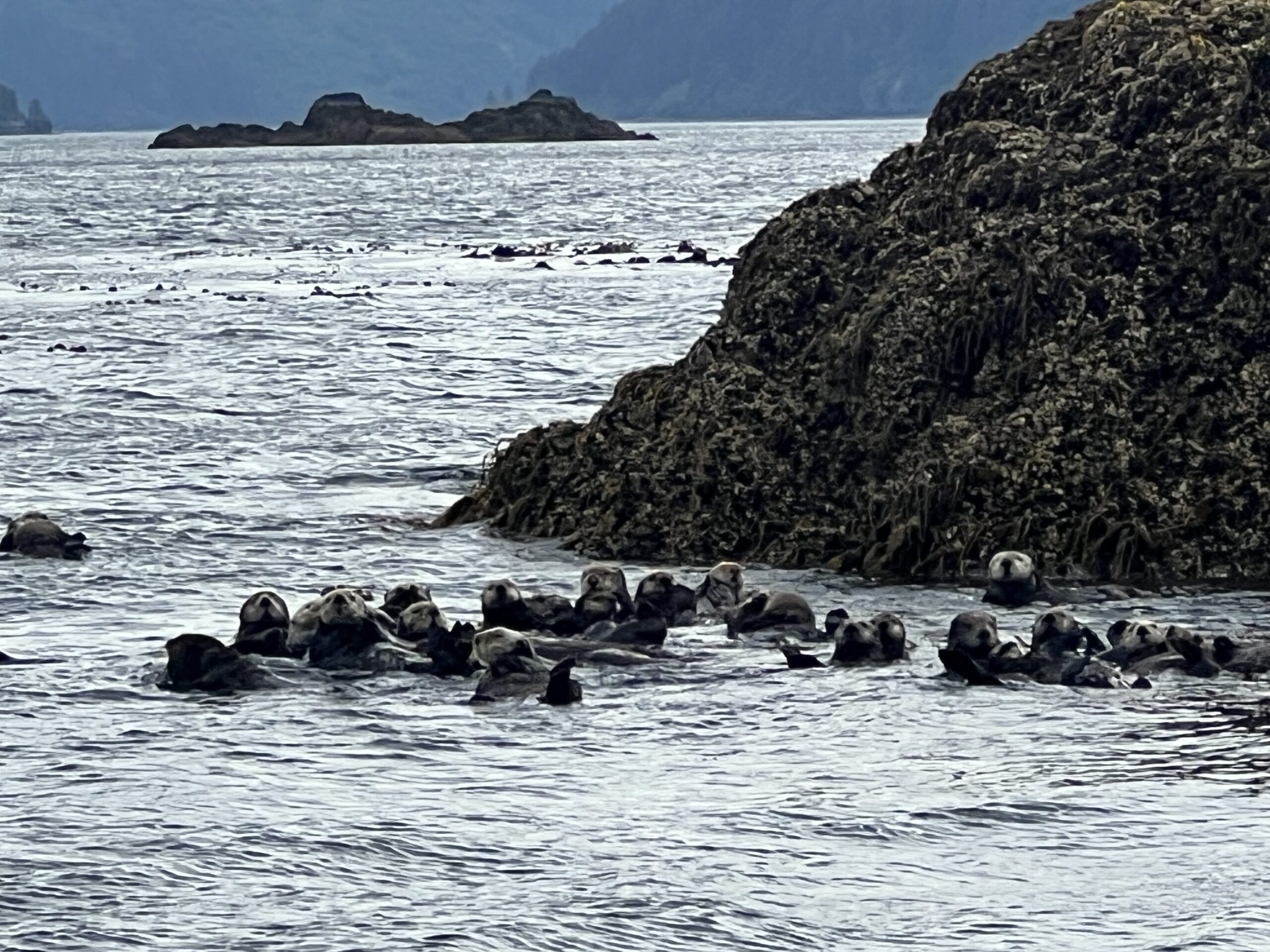 Rafts of sea otters in Kachemak Bay near Homer, Alaska.
