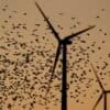 Birds flock in the foreground against wind turbines at the Spearville Wind Farm Sunday, Sept. 29, 2024, in Spearville, Kan. (AP Photo/Charlie Riedel)