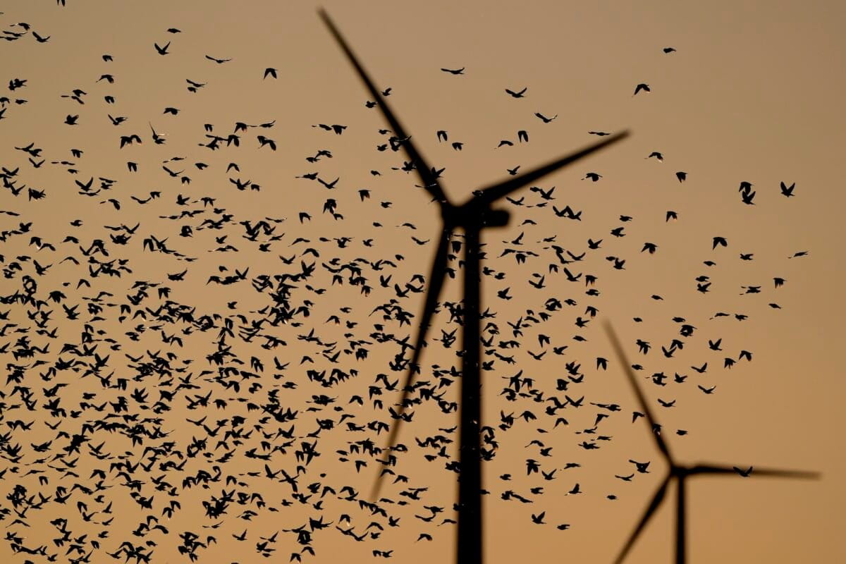 Radar study shows when offshore turbines pose greatest risks to migrating birds