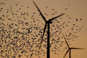 Birds flock in the foreground against wind turbines at the Spearville Wind Farm Sunday, Sept. 29, 2024, in Spearville, Kan. (AP Photo/Charlie Riedel)
