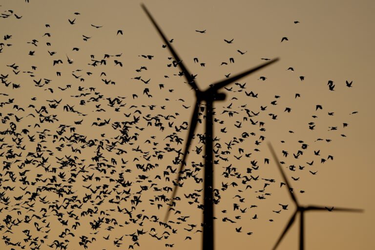 Birds flock in the foreground against wind turbines at the Spearville Wind Farm Sunday, Sept. 29, 2024, in Spearville, Kan. (AP Photo/Charlie Riedel)