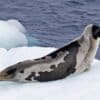 A harp seal on ice.