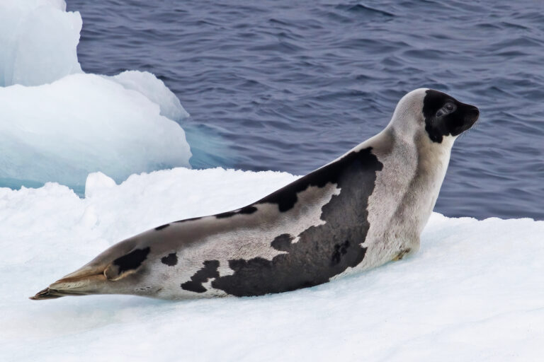 A harp seal on ice.