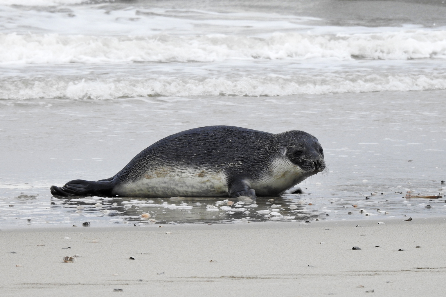 Arctic seals edge closer to extinction as sea ice vanishes – Mongabay