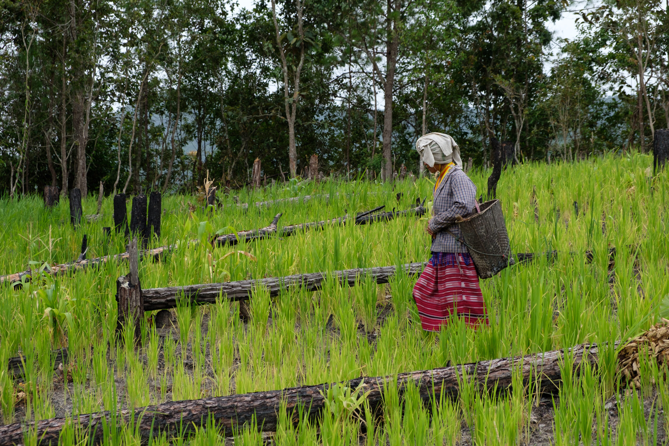 A rotational farm plot recently planted with rice and vegetables.