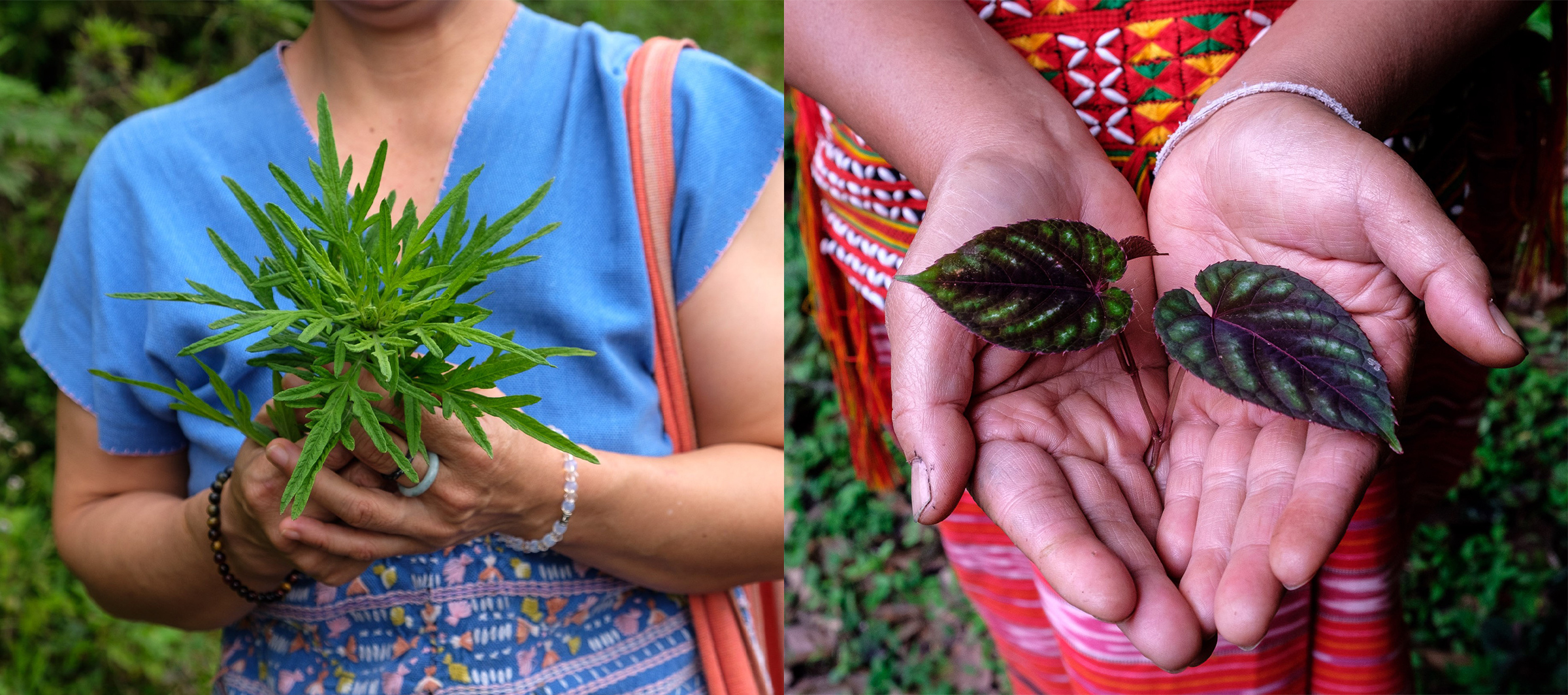 (Left) Ning Amporn collects herbs from the forest for traditional remedies. (Right) One of many herbs used in traditional Karen remedies.