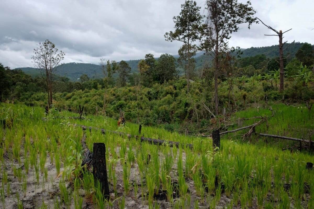Rotational-farming-involves-cutting-trees