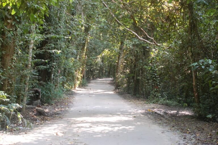 The narrow road through Ngezi-Vumawimbi Natural Forest Reserve provides a breathtaking view of what Pemba Island looked like 100 years ago. Recent thoughtful discussions between government officials and the road-building company prevented the road’s extensive widening, resulting in only 33 large trees being cut. Image by Tim Caro.