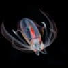 A diamond squid, which is found in both epipelagic and mesopelagic zones.
