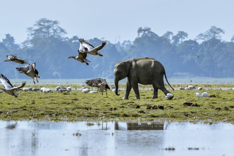 An elephant in Assam's Kaziranga National Park. India's Assam state has one of the highest incidents of human-elephant conflicts.