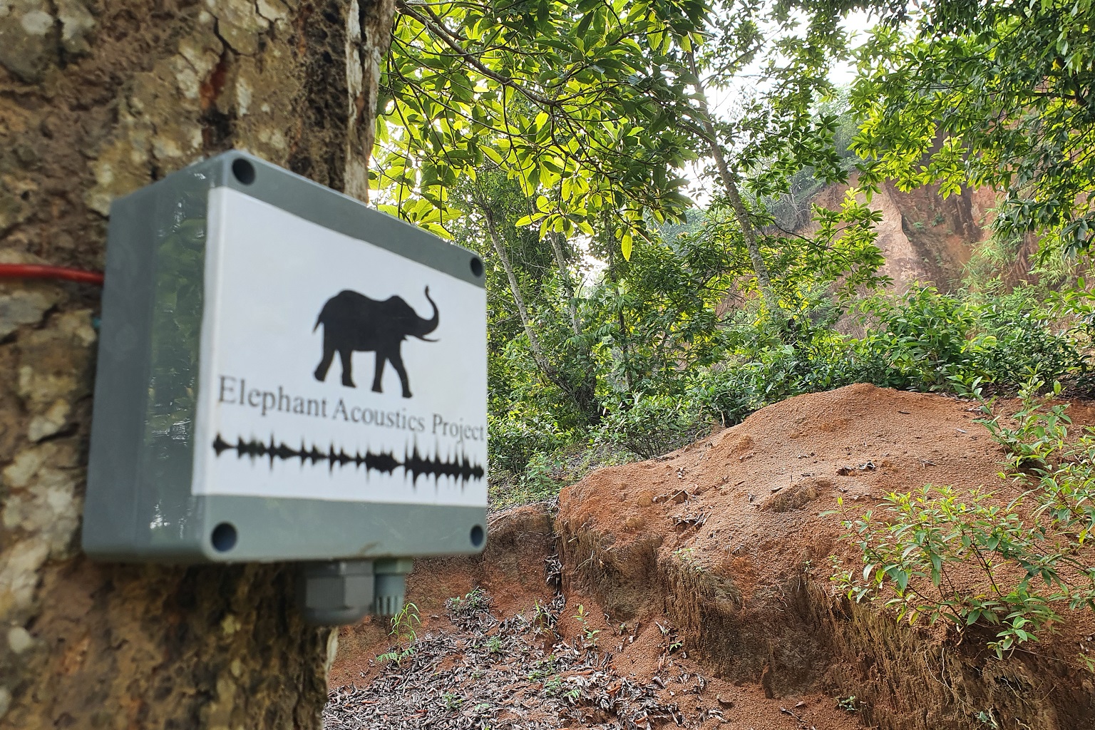 The elephant call detector and deterrence system designed by Lokhandwala and her team has sensors that use artificial intelligence (AI) to detect elephant calls in the wild. Then, a speaker plays threatening noises to shoo them away.