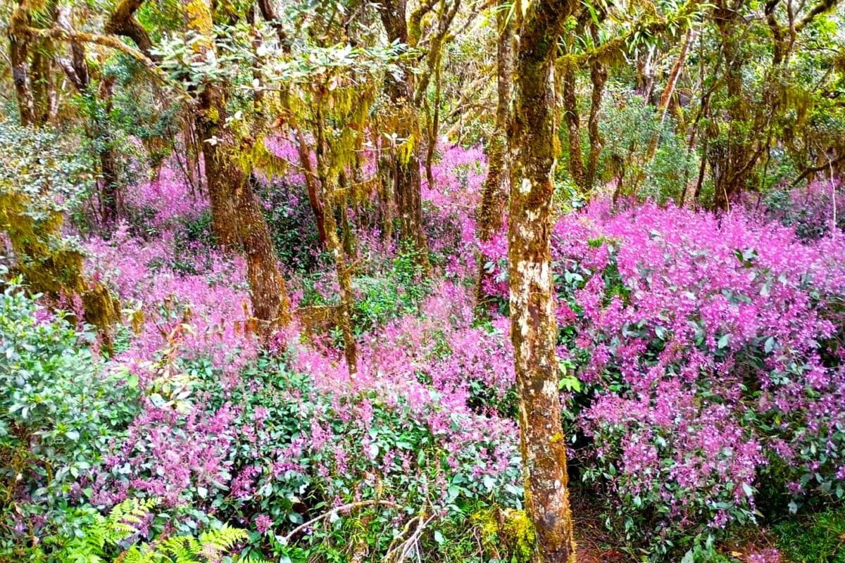 After a hiatus, an endemic plant bursts into life in Sri Lanka’s central hills