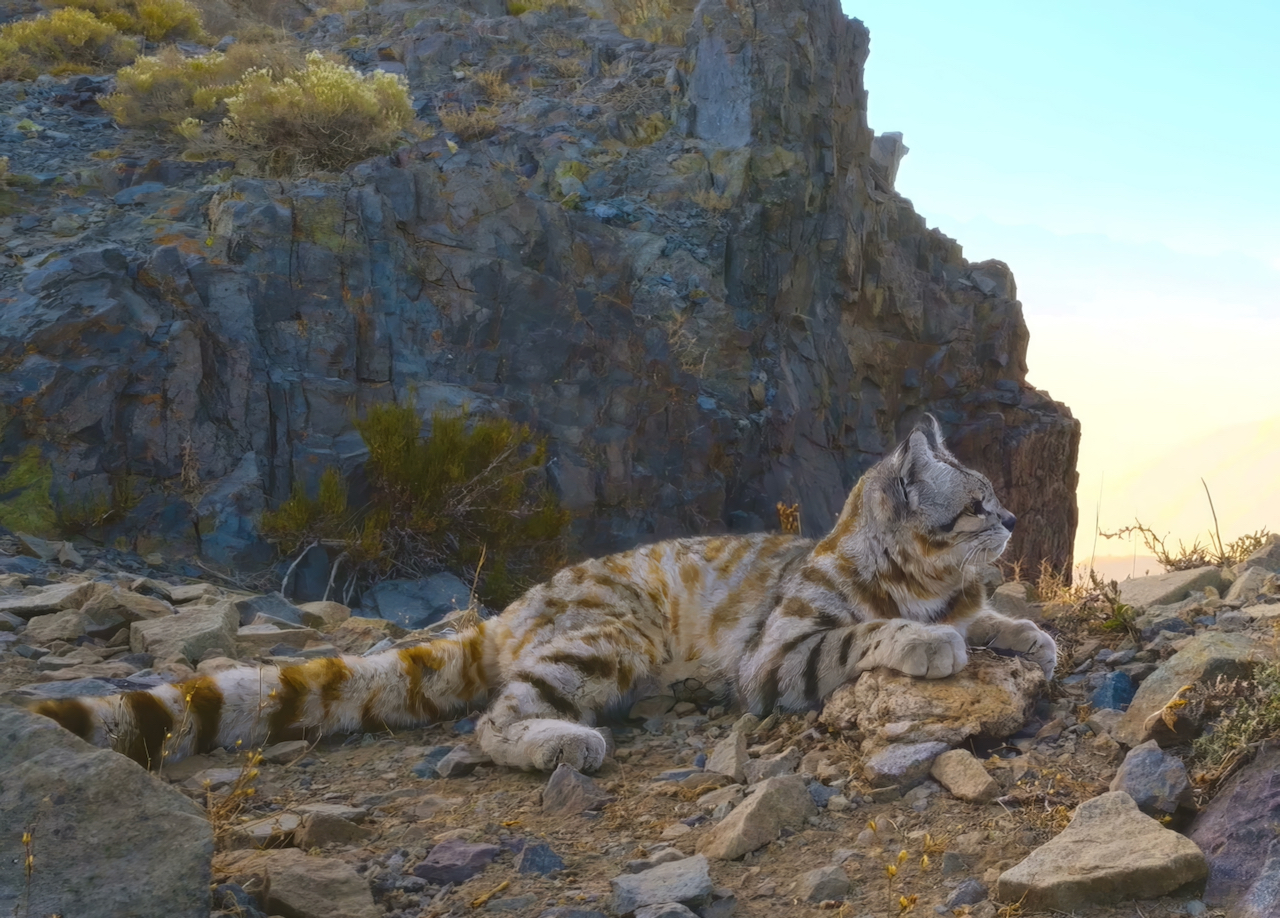 The Andean cat, which mostly feeds on vizcachas (Lagidium viscacia), a rodent species that lives in rocky mountain ranges, travels across a snowy peak in Chile. Image courtesy of Rodrigo Villalobos.