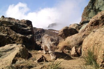 The Andean cat (Leopardus jacobita), an endangered species and one of the rarest felines in the Americas, in the central Andes of Chile. Image courtesy of Rodrigo Villalobos.