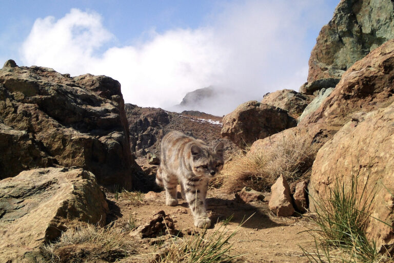 The Andean cat (Leopardus jacobita), an endangered species and one of the rarest felines in the Americas, in the central Andes of Chile. Image courtesy of Rodrigo Villalobos.