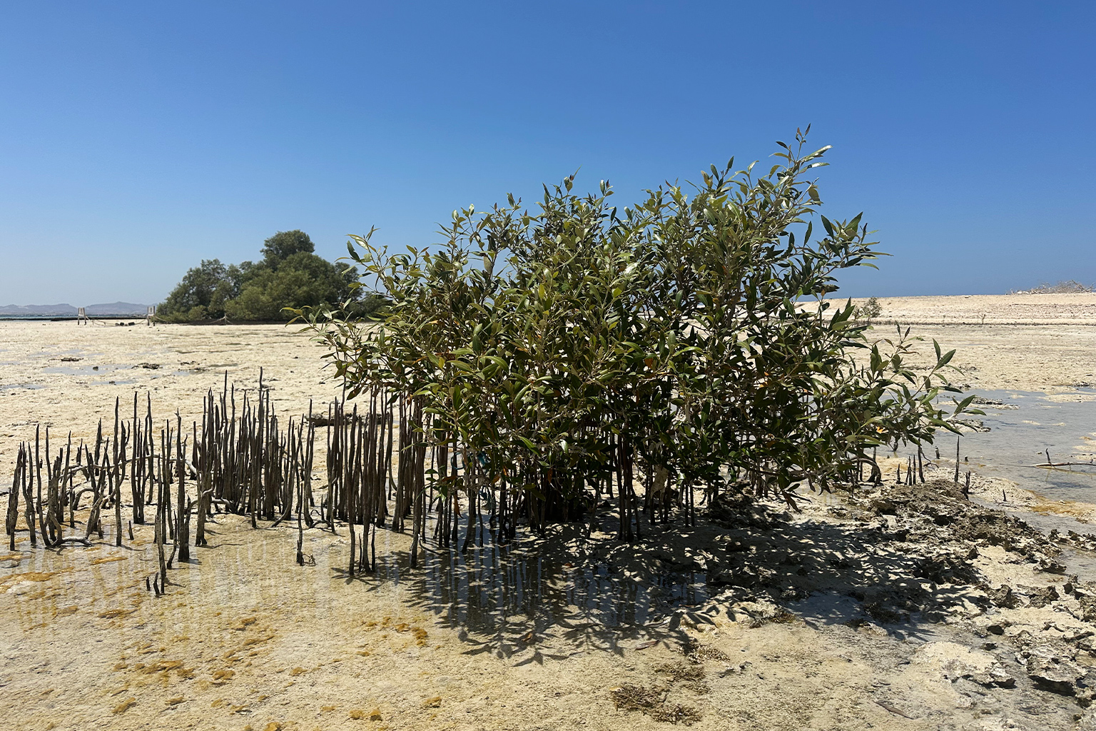 The mangroves of Al-Qula’an.