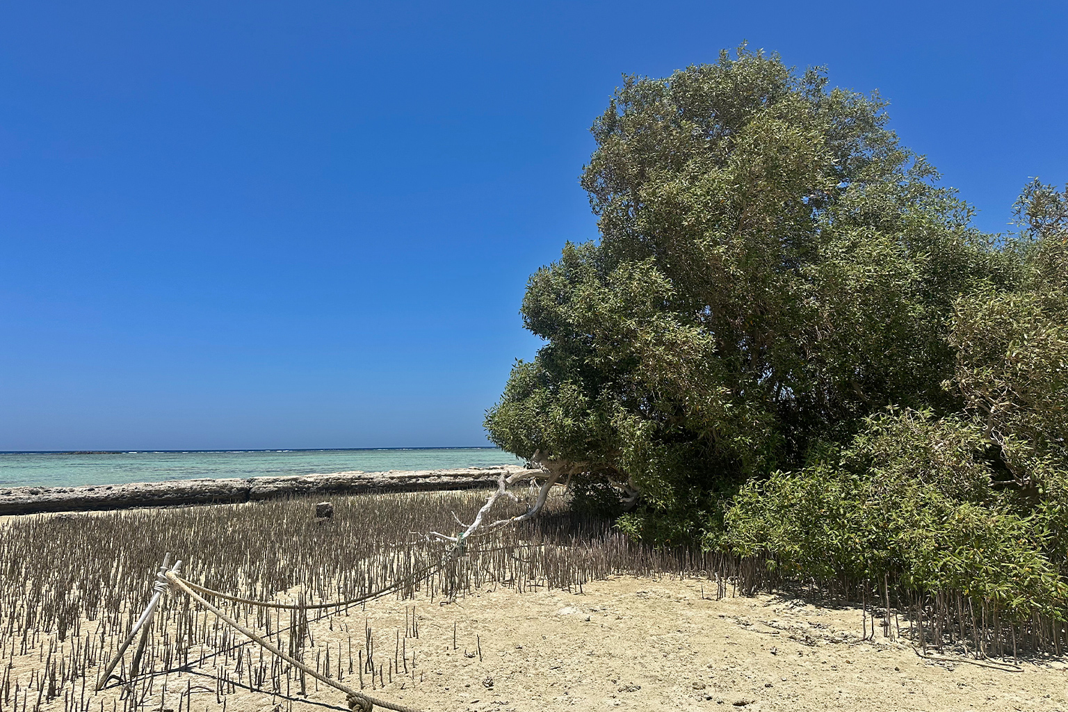 The largest single standing tree of the grey mangrove (Avicennia marina) in Al-Qula’an.
