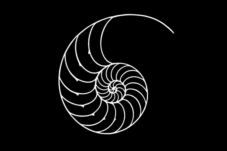 A representation of a bisected nautilus.