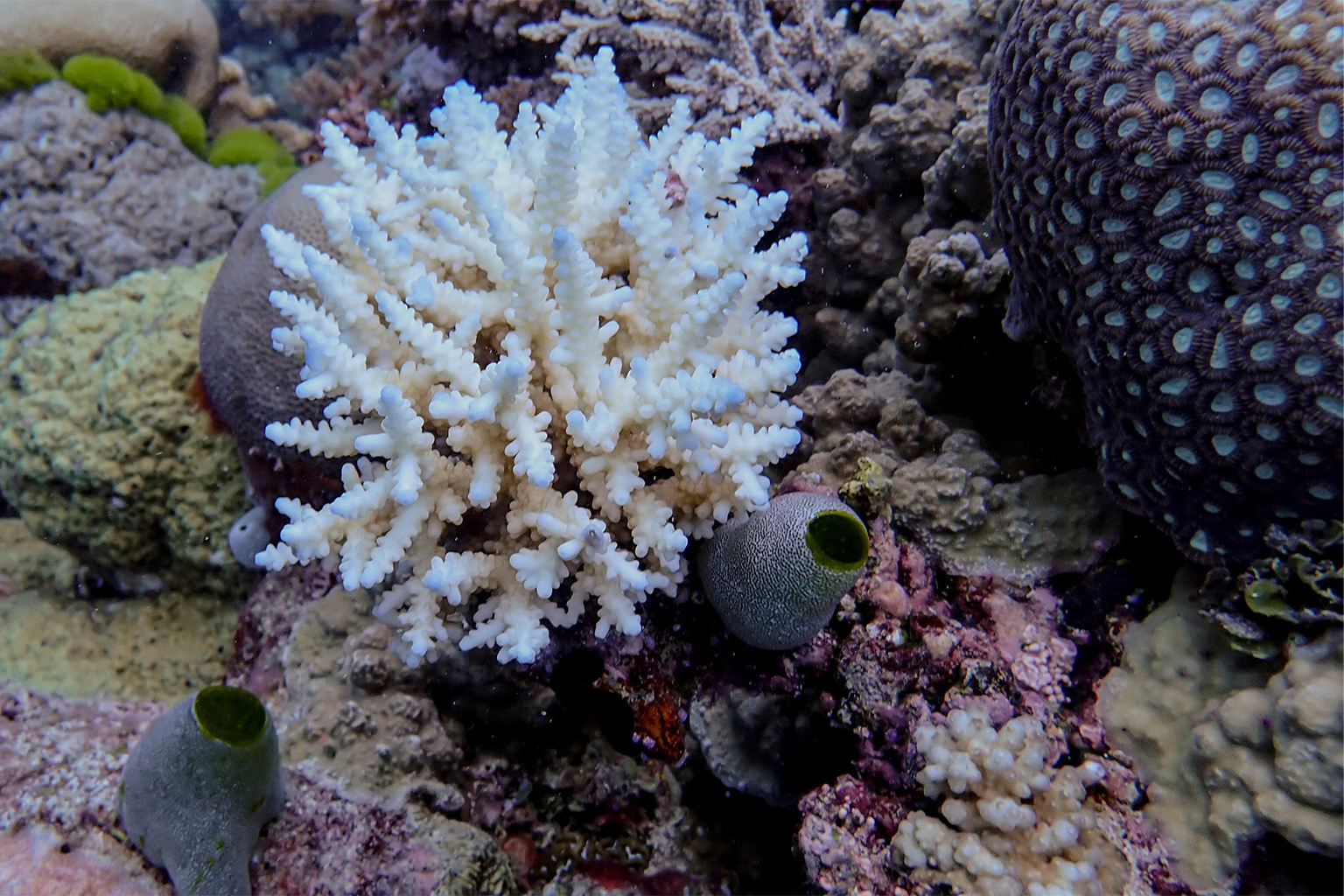 Minor bleaching is seen at Lagoon Reef at the northern Great Barrier Reef, a natural site on the UNESCO World Heritage list that faces threats from climate change.