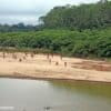 Dozens of Mashco Piro people appeared on a riverbank in Peru in 2024, just a few miles from logging concessions. The Mascho Piro are Indigenous nomadic hunter-gatherers who inhabit Manú National Park in the Madre de Dios region of Peru. They have in the past actively avoided contact with outsiders.