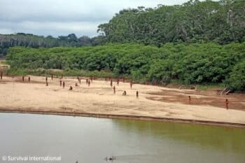 Dozens of Mashco Piro people appeared on a riverbank in Peru in 2024, just a few miles from logging concessions. The Mascho Piro are Indigenous nomadic hunter-gatherers who inhabit Manú National Park in the Madre de Dios region of Peru. They have in the past actively avoided contact with outsiders.