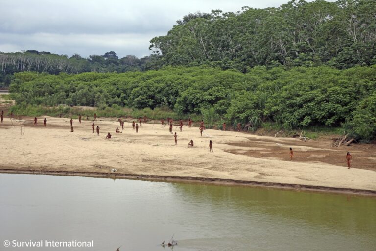 Dozens of Mashco Piro people appeared on a riverbank in Peru in 2024, just a few miles from logging concessions. The Mascho Piro are Indigenous nomadic hunter-gatherers who inhabit Manú National Park in the Madre de Dios region of Peru. They have in the past actively avoided contact with outsiders.