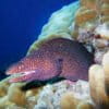 A turkey moray in a coral reef in Mauritius.