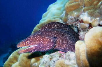 A turkey moray in a coral reef in Mauritius.