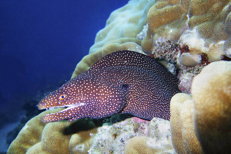 A turkey moray in a coral reef in Mauritius.