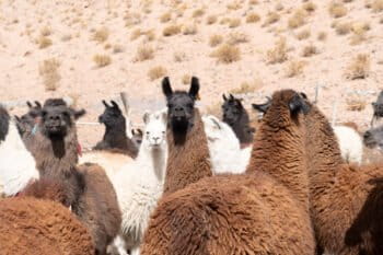 Communities in the Salinas Grandes and Laguna de Guayatayoc Basin have activities such as livestock farming, agriculture, crafts and tourism. Image courtesy of Clemente Flores.