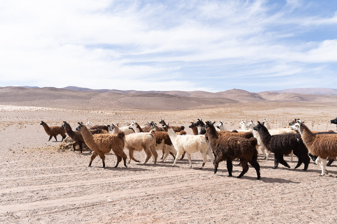 Voices from the land: Lithium mining may threaten a precious resource — water (commentary) – Mongabay