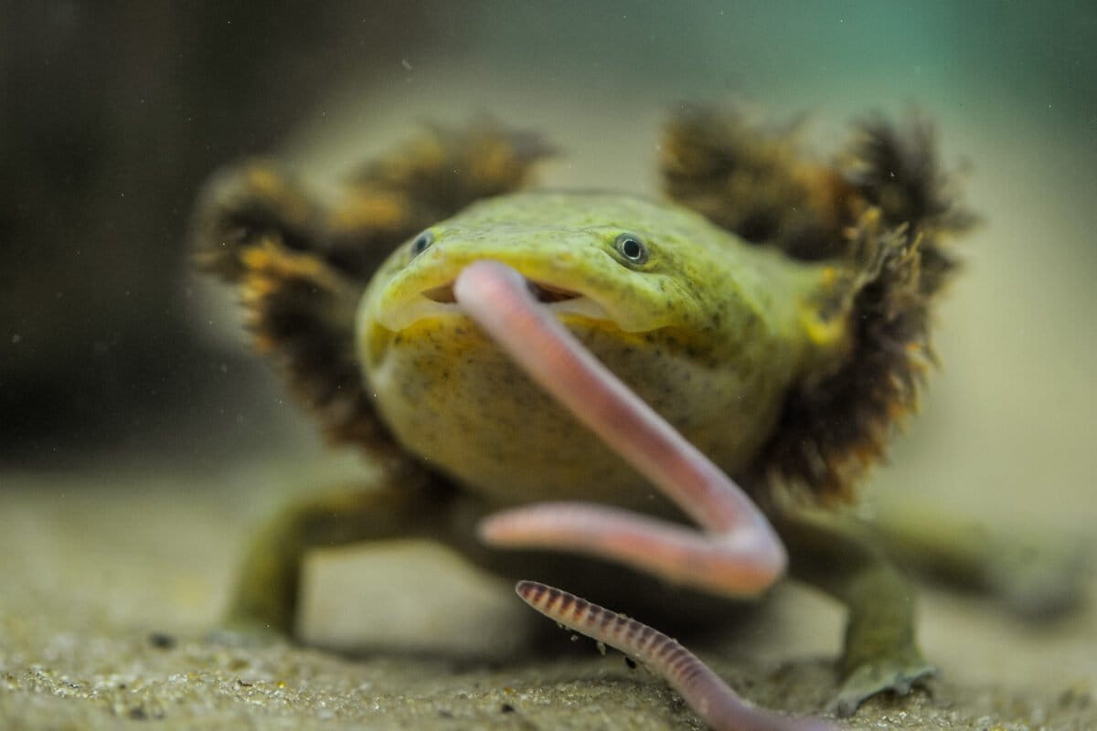 Nuns, scientists & microchips: An alliance to save Mexico’s achoque salamanders