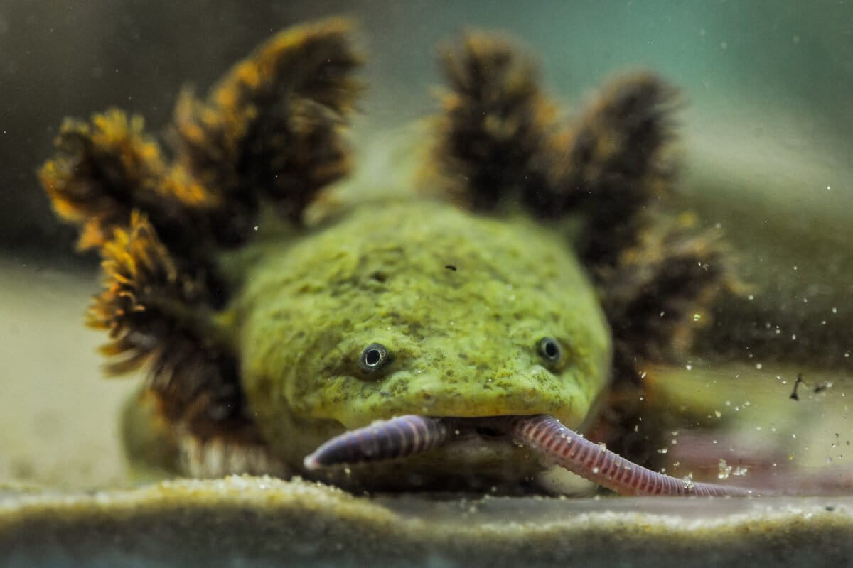 Scientists & nuns unite to save Mexico’s rare achoque salamanders