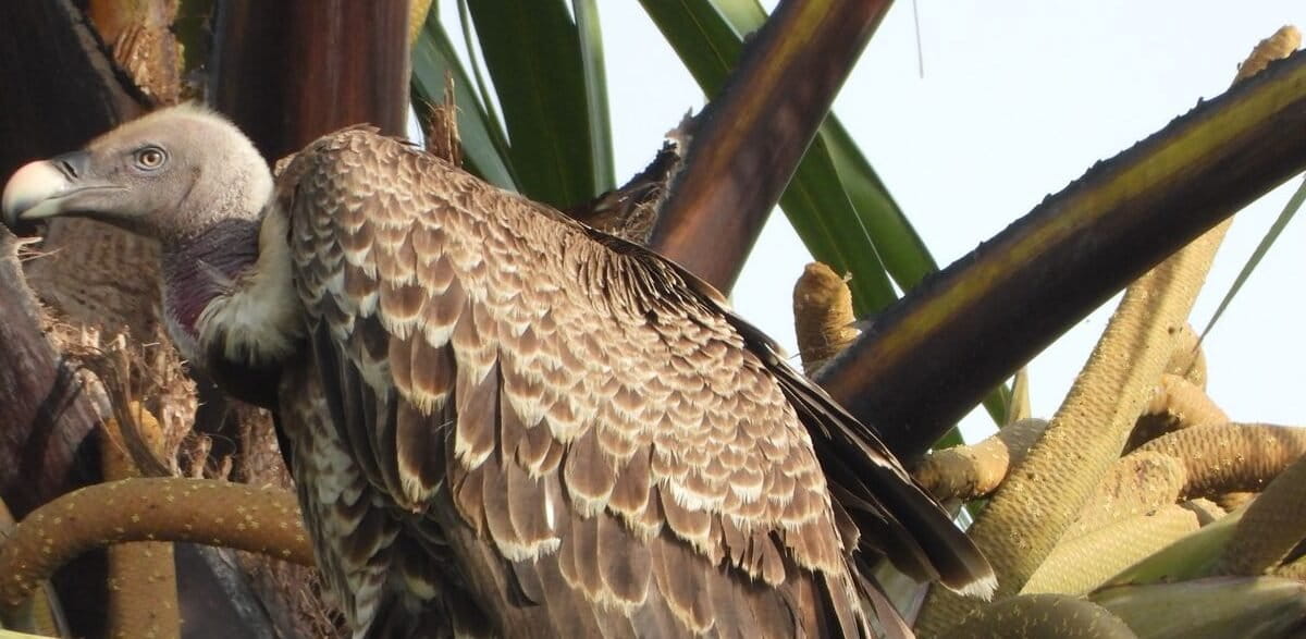 In West Africa, hooded vultures vanish as abattoirs…
