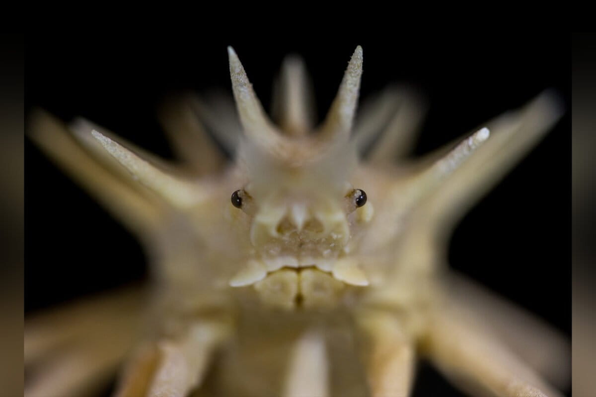 On first International Day of the Deep Seabed, we seek stewardship and consensus (commentary)