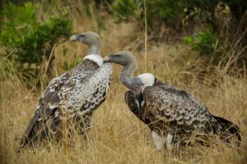 Rüppell's vultures pictured in Kenya’s Masai Mara — these endangered birds raise only one chick per year. Image by Thomas Fuhrmann via Wikimedia (CC BY-SA 4.0)