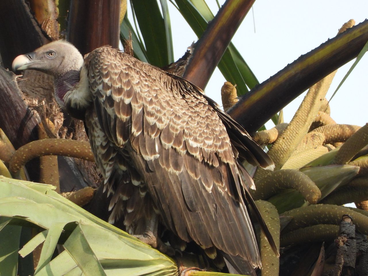 A Rüppell's vulture pictured in Uganda's Murchison National Park. Image courtesy of Michael Kibuule.