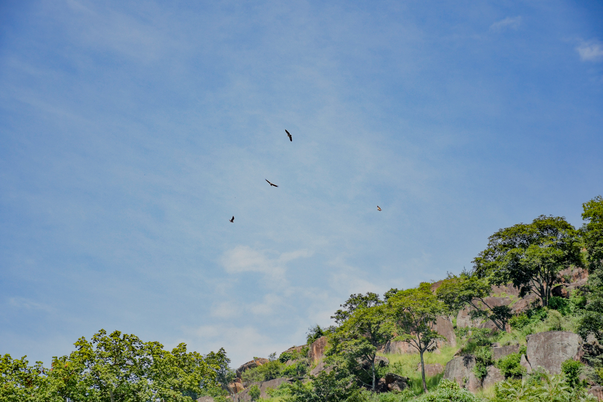 Rüppell’s vultures, Luku forest reserve, Uganda. Image by Musunguzi Blanshe for Mongabay.