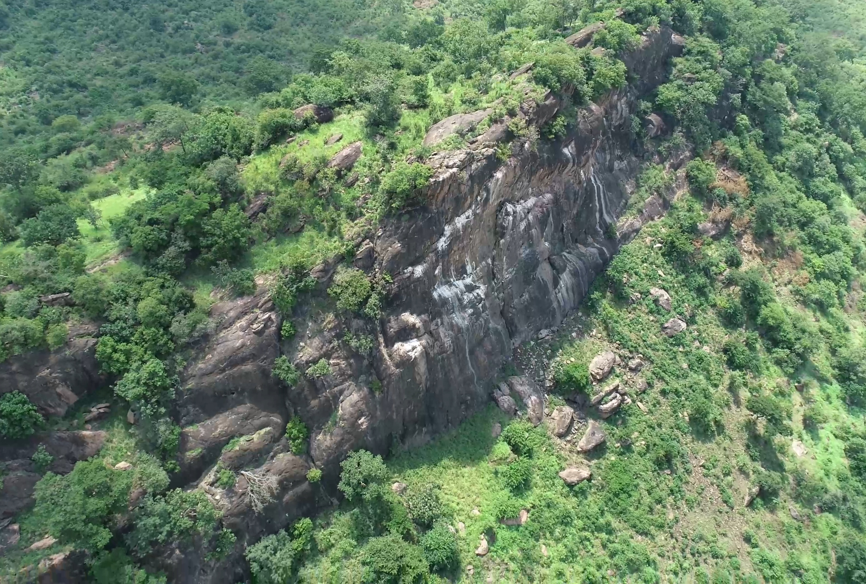 A cliff in the Luku forest reserve hosts the only known nesting colony of critically-endangered Rüppell’s vultures. Image courtesy of Ivan Oruka.