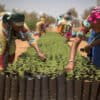 Tree seedlings at a nursery set up in the village of Koyli Alpha to support the Great Green Wall initiative in Senegal © Benedicte Kurzen/NOOR for FAO