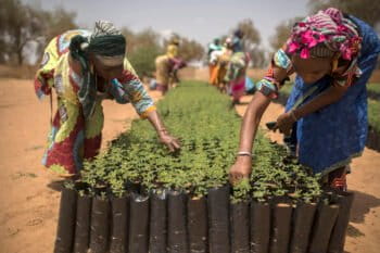 Tree seedlings at a nursery set up in the village of Koyli Alpha to support the Great Green Wall initiative in Senegal © Benedicte Kurzen/NOOR for FAO