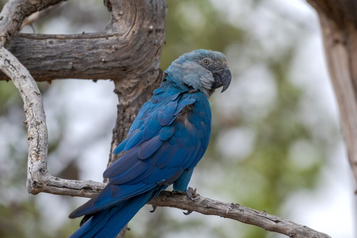 Virus outbreak deepens rift over return of Spix’s macaw to Brazil