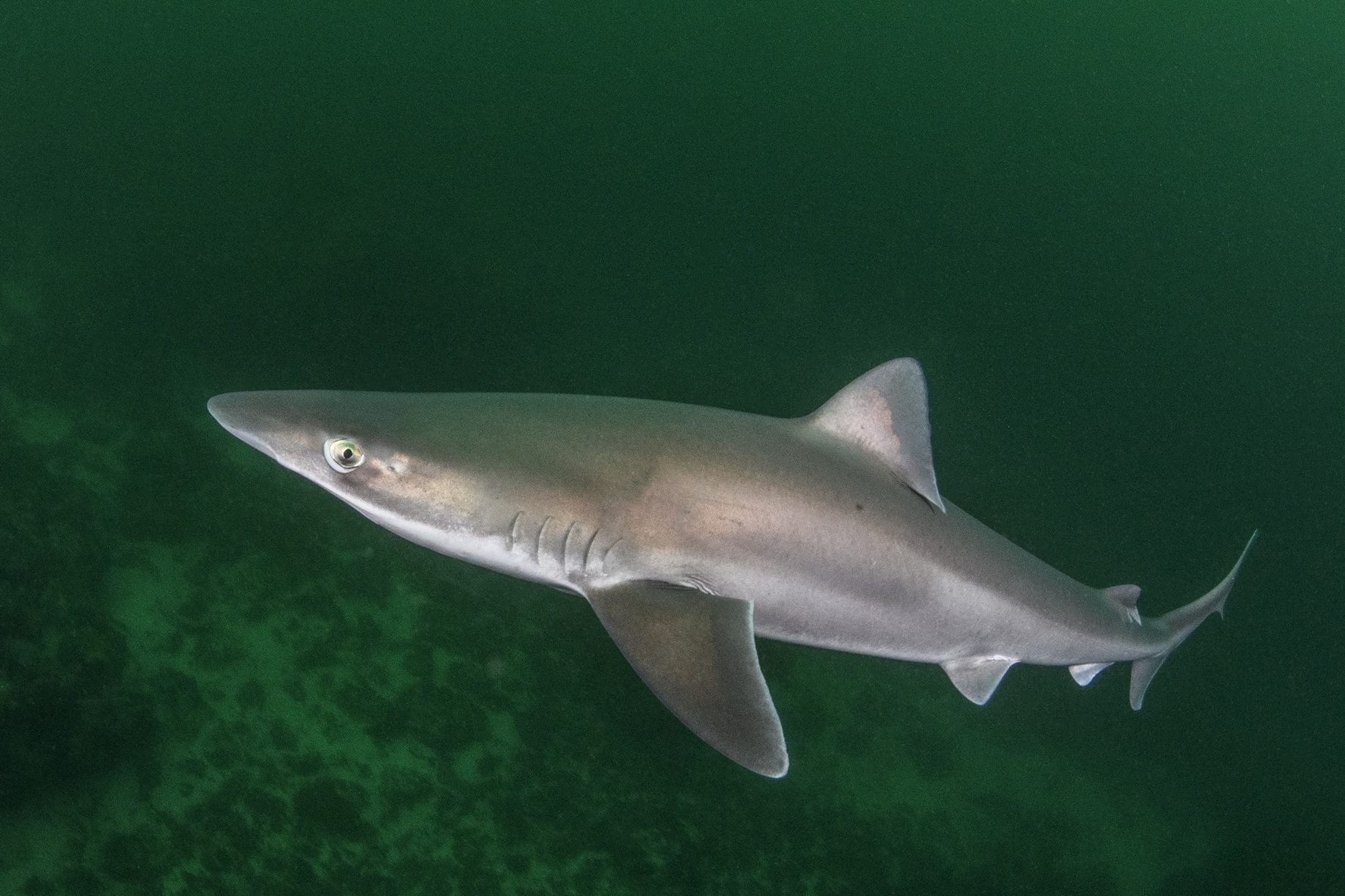 Tope Shark, Galeorhinus galeus,