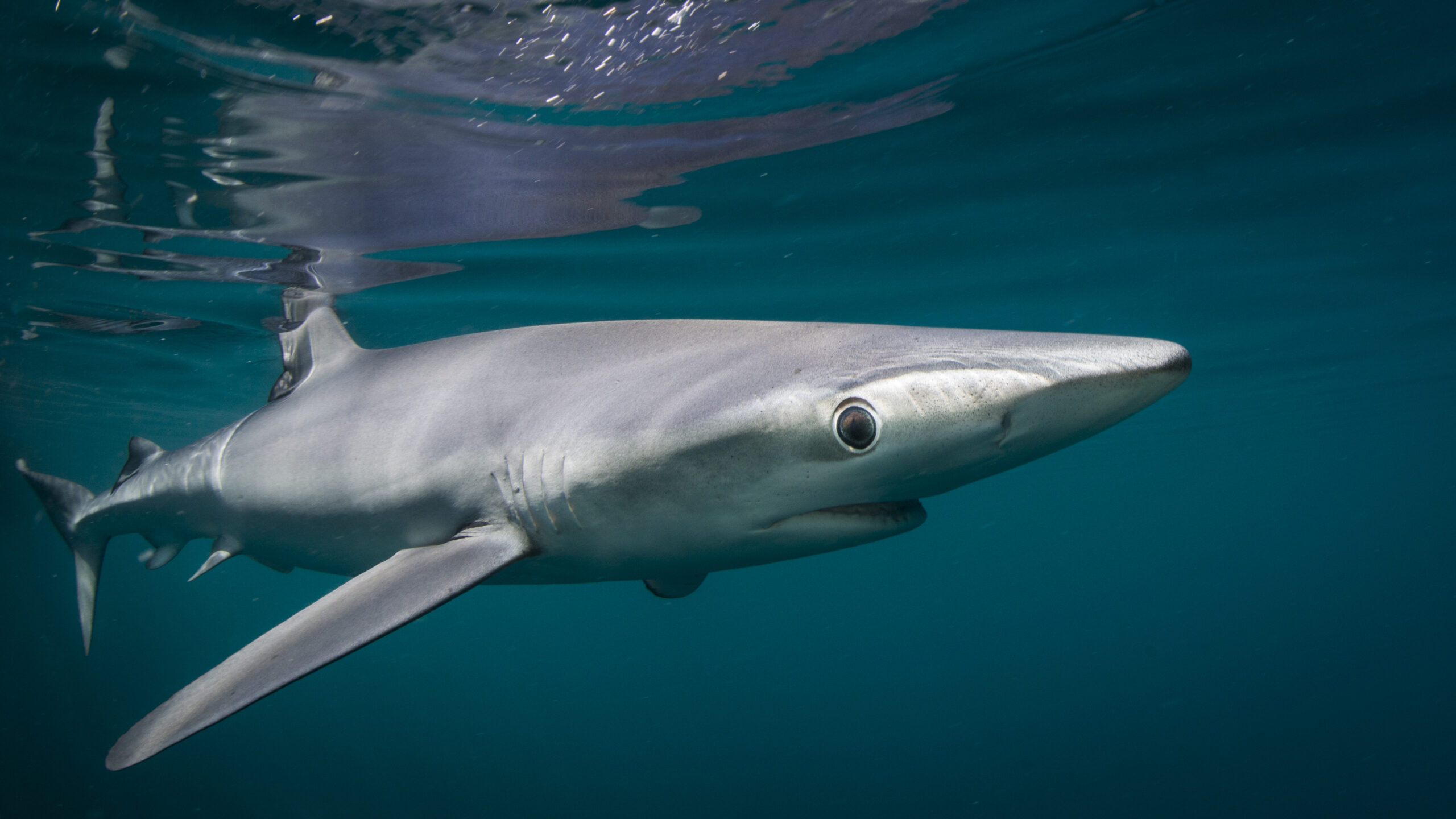 Blue shark. Image courtesy of Ellen Cuylaerts / Ocean Image Bank.
