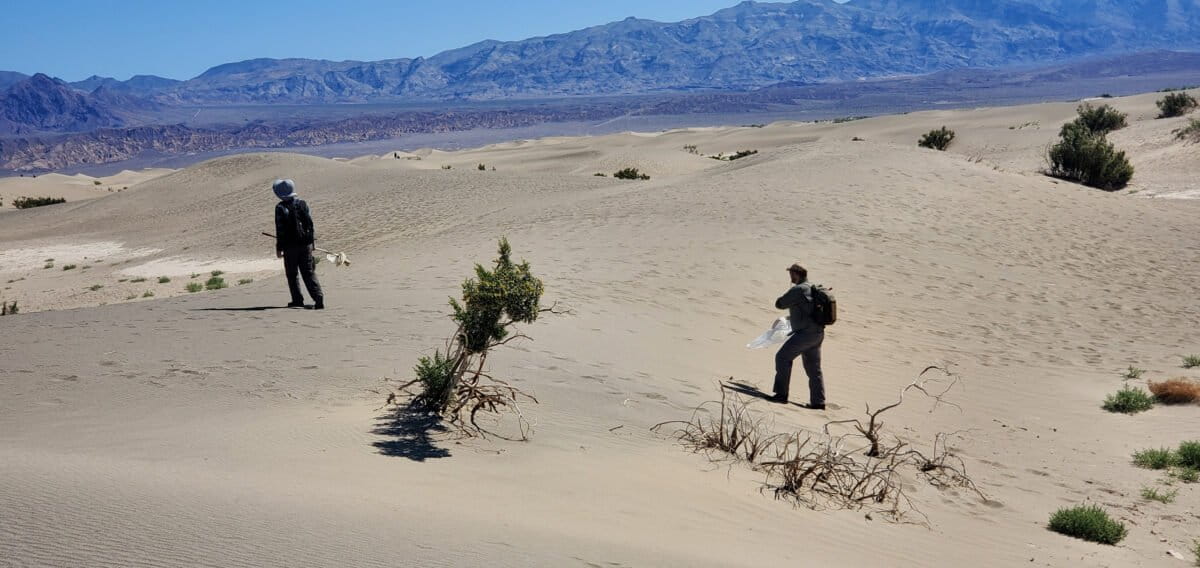 Austin and his technician, Nathan Tang, searching the sand dunes for insects at Death Valley National Park