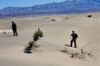 Austin and his technician, Nathan Tang, searching the sand dunes for insects at Death Valley National Park