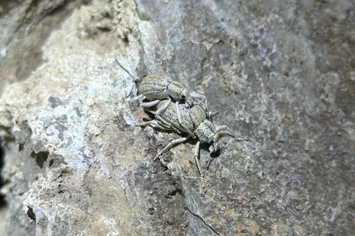 Insects, like these weevils, are often camouflaged to blend in with their environments. Image credit Nathan Tang and Jesse Laine