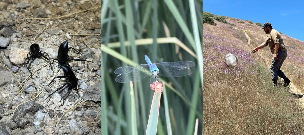 (left) Darkling beetles excrete foul-smelling chemicals from their abdomens when disturbed; (center) A skimmer dragonfly waiting at the edge of a pond; (right) Austin sweeping flowers to look for pollinating insects. Images by Nathan Tang and Jesse Laine