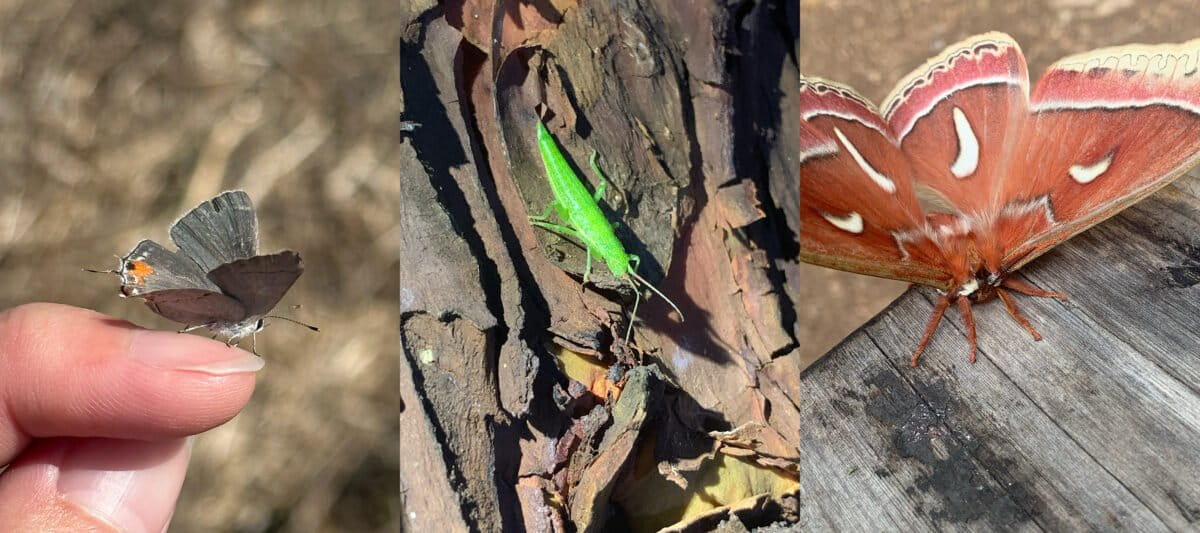 (left) A hairstreak butterfly about the size of a fingernail; (center) Timema are walking sticks endemic to California; (right) The ceanothus silkmoth is one of the largest moth species in California. Image credit Nathan Tang and Jesse Laine